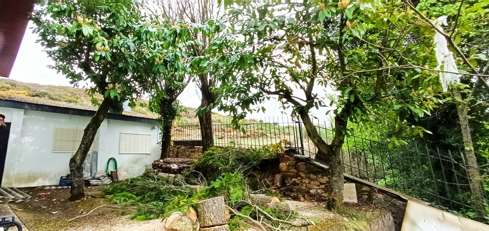 Antes: árboles en pie antes de la tala