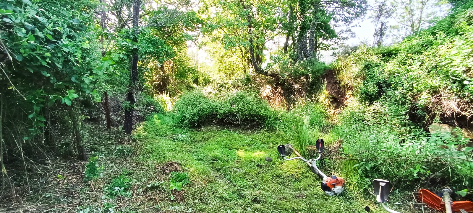 Limpieza de finca