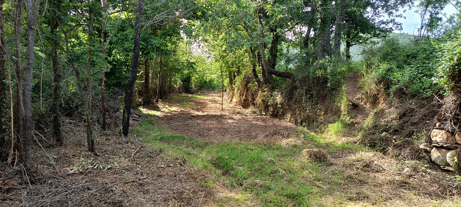 Camino desbrozado