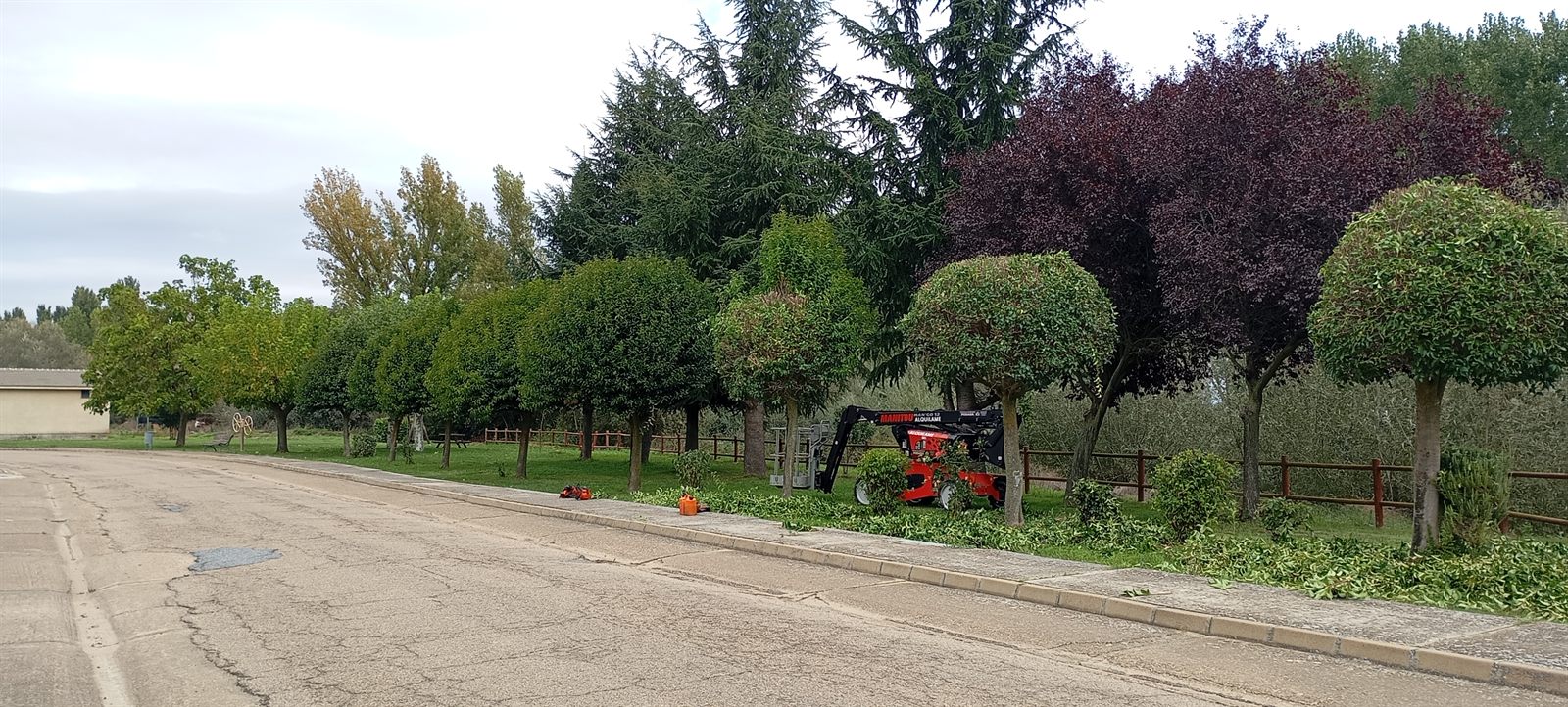 Antes: árboles ornamentales sin podar