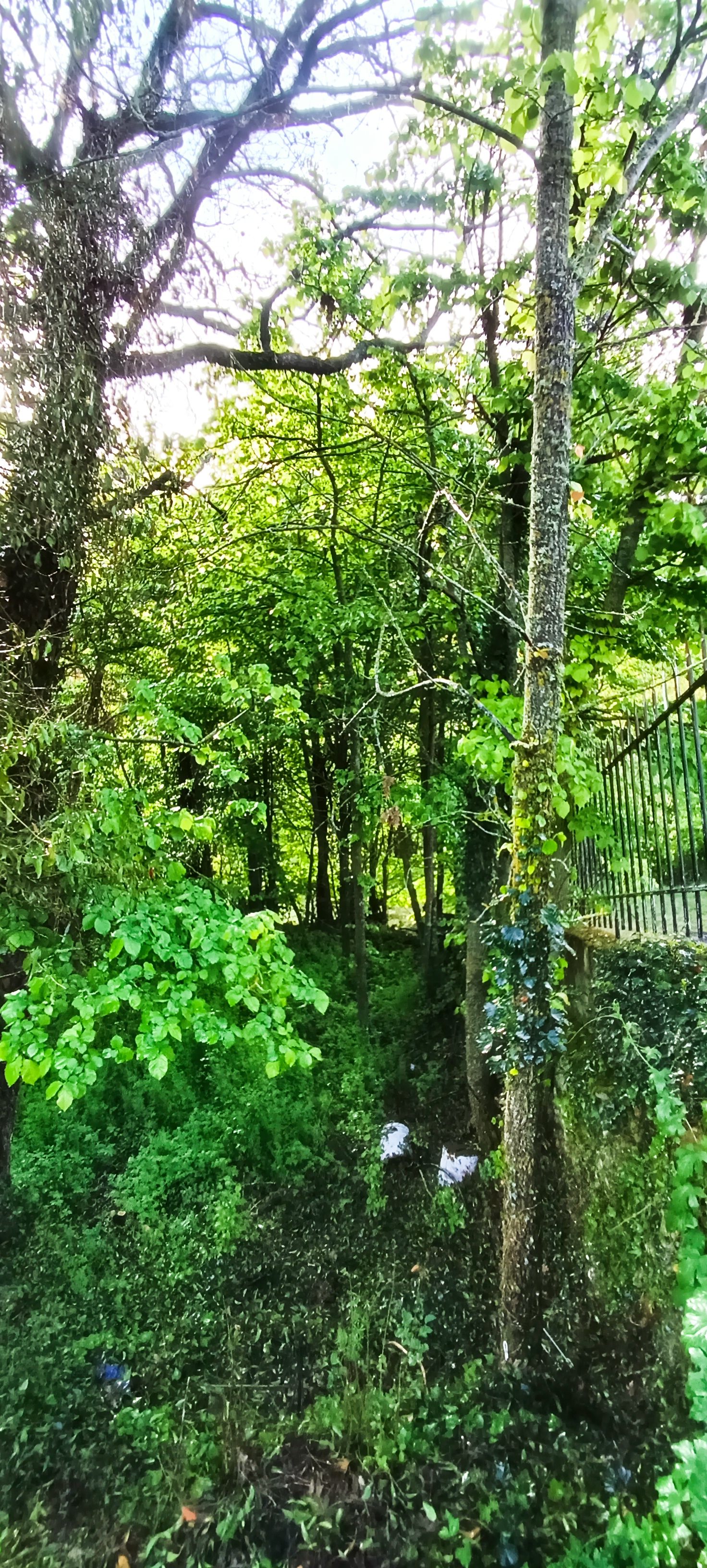 Antes: finca cubierta de maleza