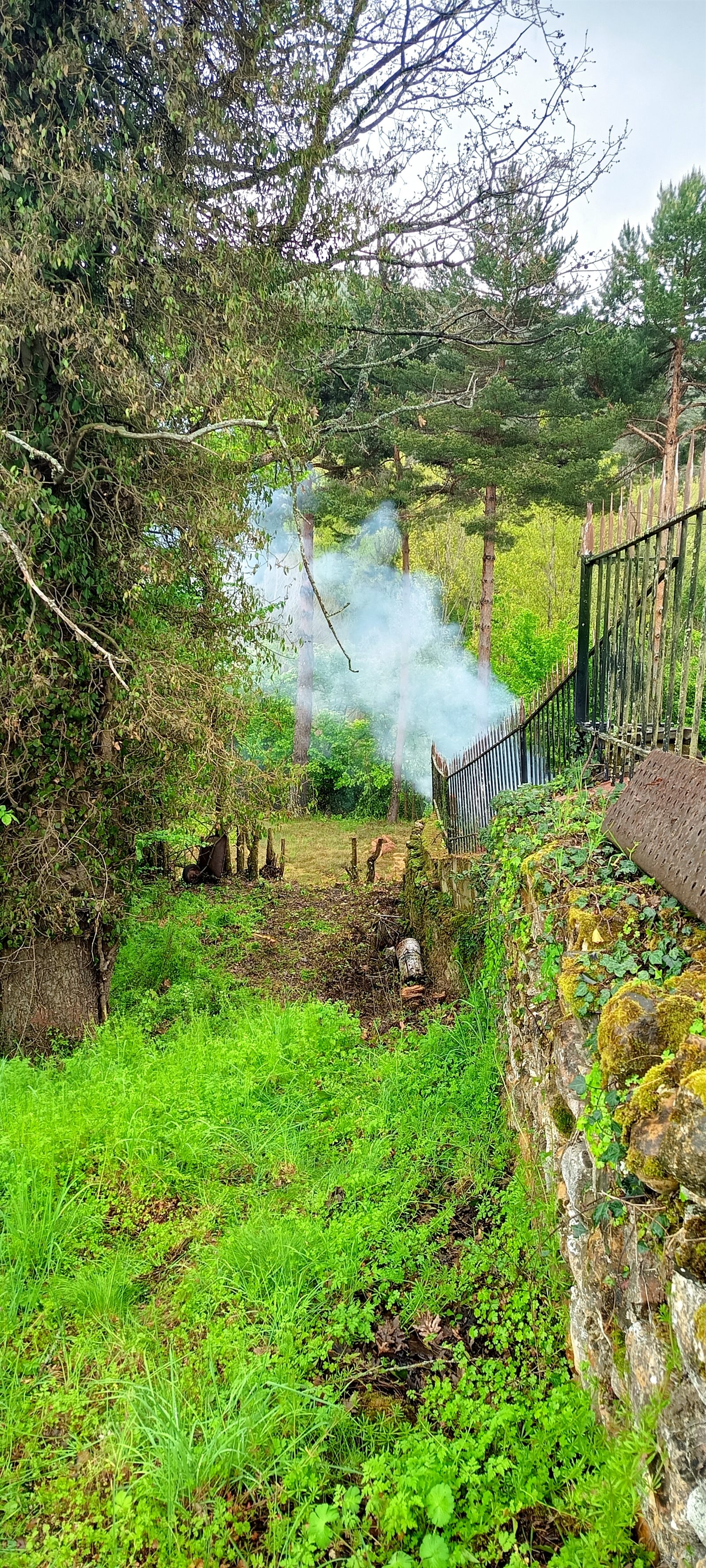 Después: finca limpia y desbrozada