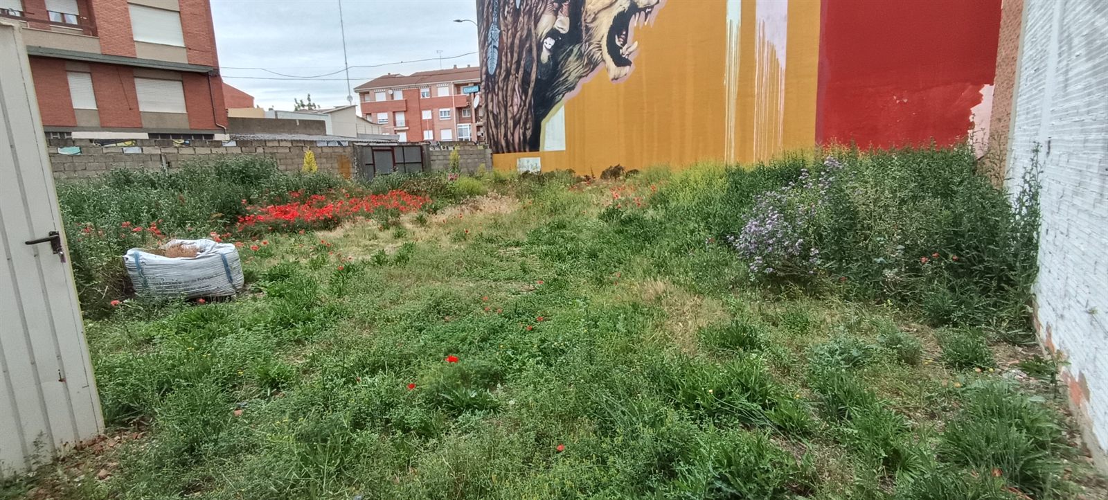 Antes: solar con maleza